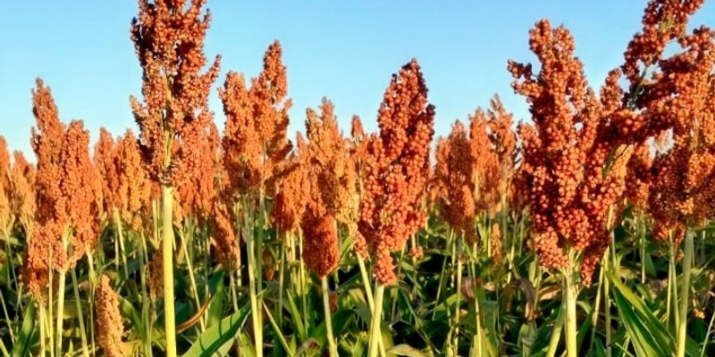 Farinha de Sorgo