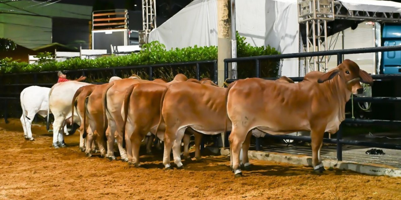 Raça Brahman se destaca na 90ª ExpoZebu